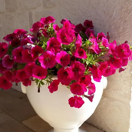 Prázdninový dům Karmel Valle D'itria Cisternino